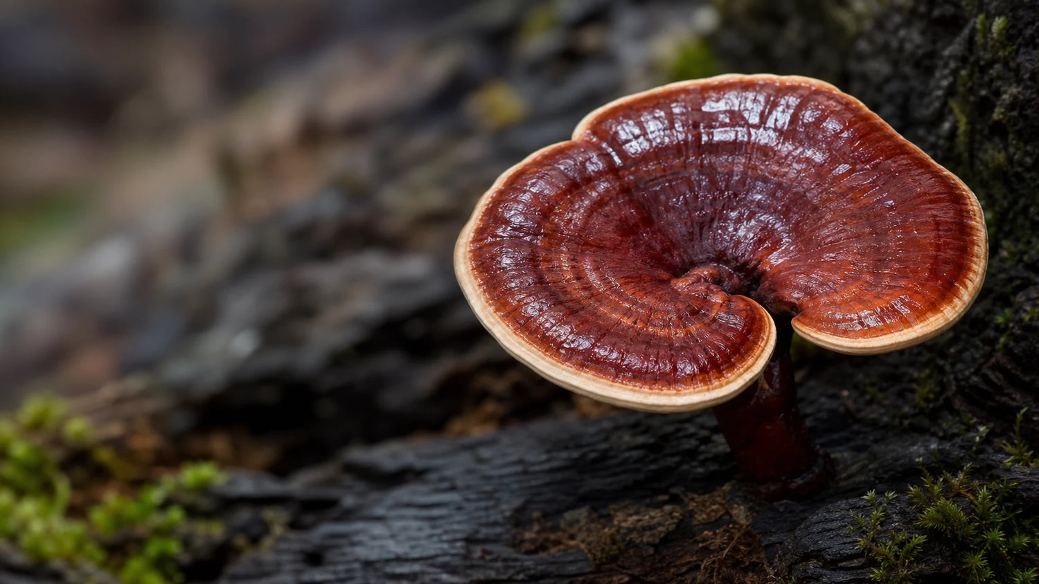 Close-up of a glossy Reishi mushroom on a dark natural surface