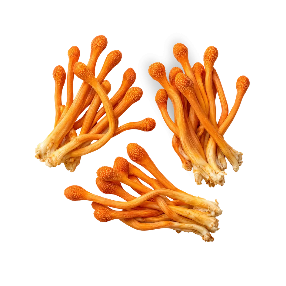 Orange Cordyceps fruiting bodies on a blue background