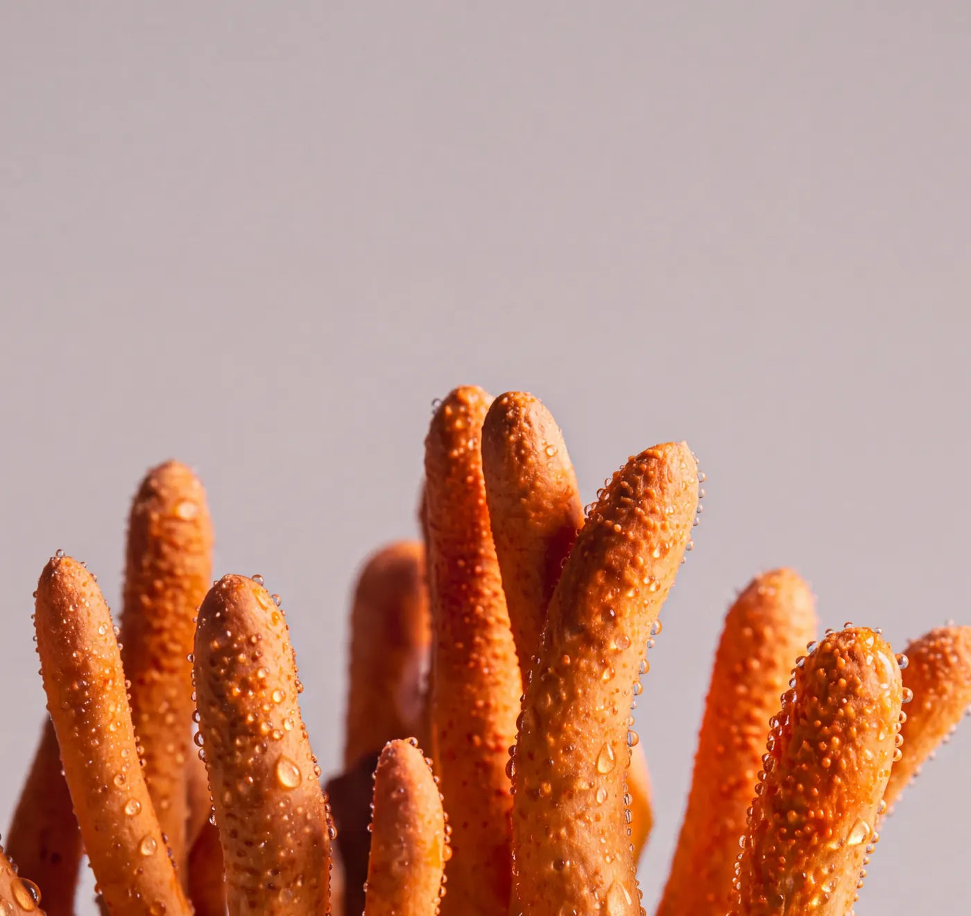 Close-up of cordyceps mushrooms